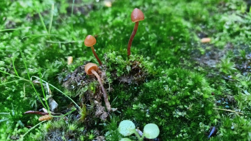 O estudo micolóxico promovido pola Deputación no Pazo de Mariñán arranca co descubrimento de dúas especies inéditas en Galicia