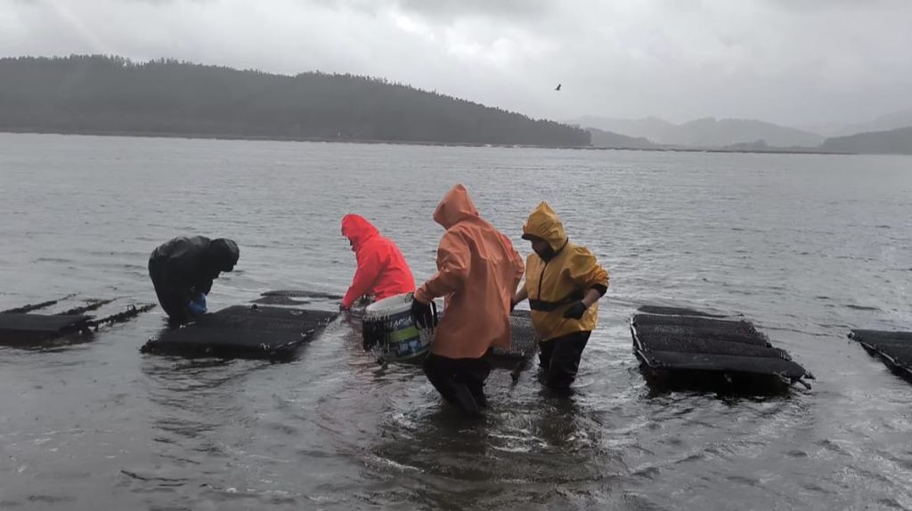 A Deputación da Coruña apoia o marisqueo na Ría de Cariño impulsando a recuperación produtiva de ameixa