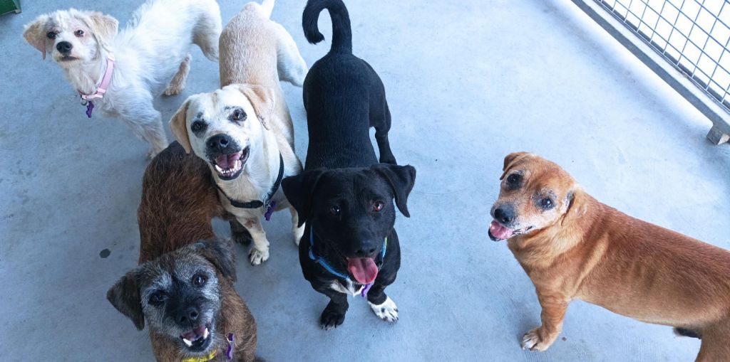 A Deputación da Coruña apoia con 179.000 euros o traballo das protectoras de animais da provincia