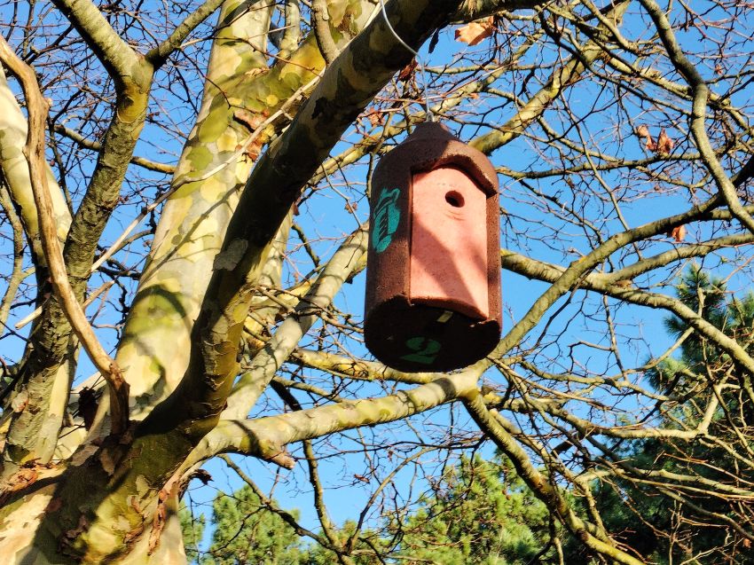 A Deputación instala en Balarés unha nova rede de refuxios para aves e morcegos
