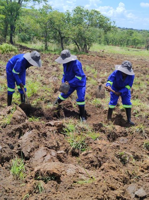 As axudas de cooperación exterior da Deputación da Coruña melloran a produción agrícola, a alimentación e o emprego xuvenil en Mozambique